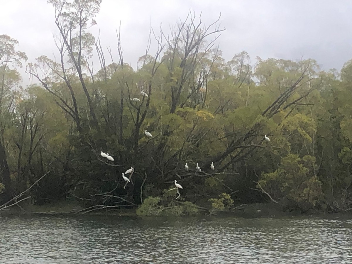 Royal Spoonbill - ML545331381