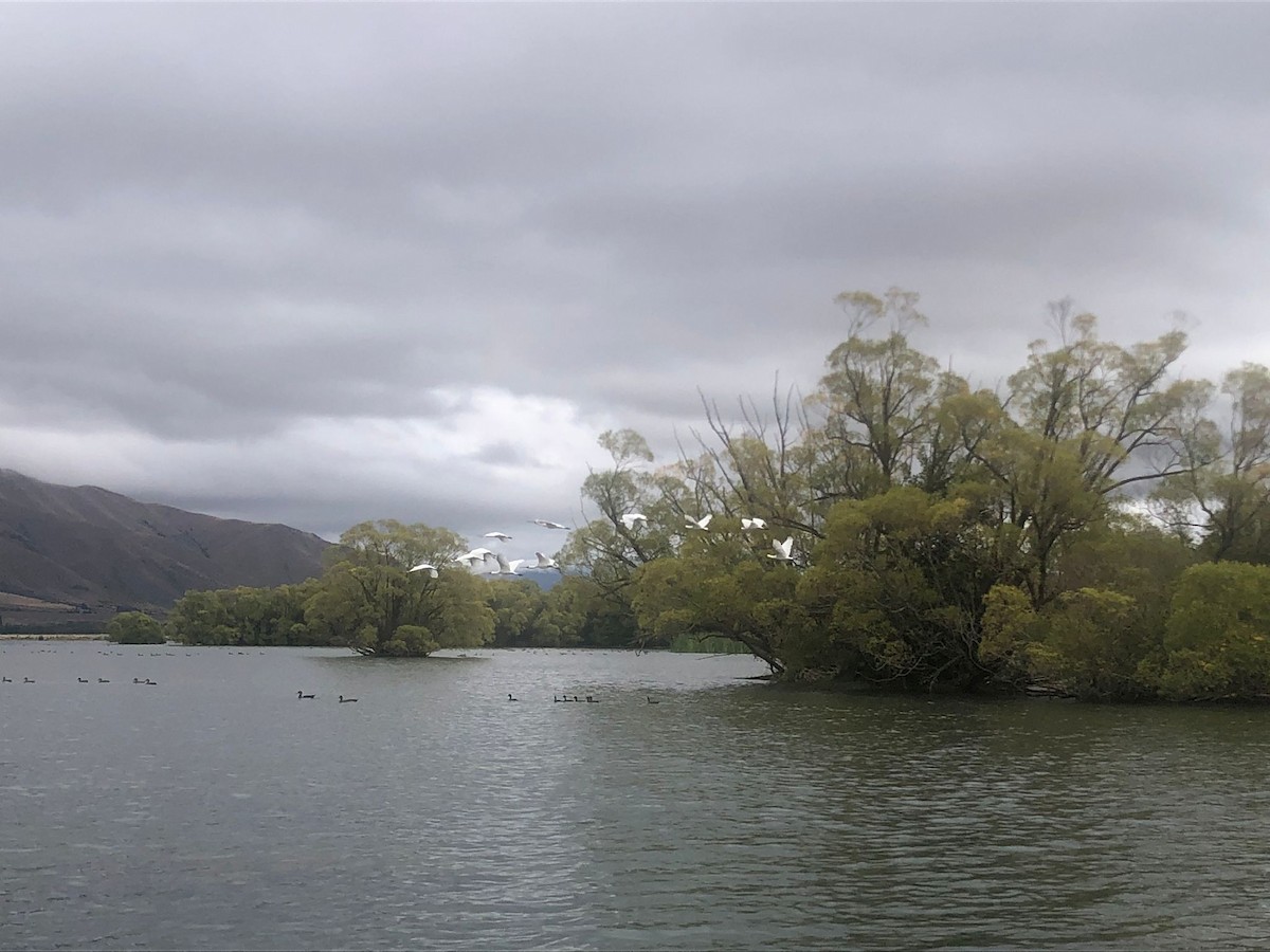 Royal Spoonbill - ML545331411