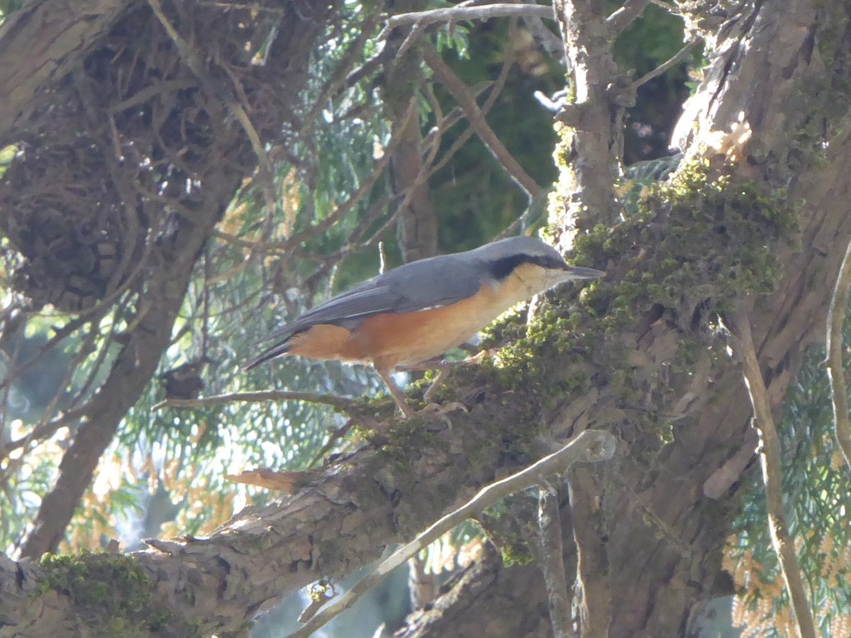 White-tailed Nuthatch - Ben Costamagna