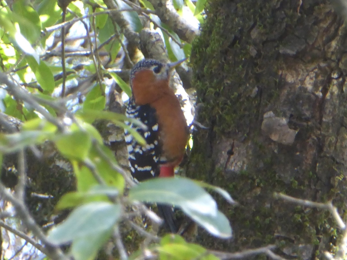 Rufous-bellied Woodpecker - ML545332651