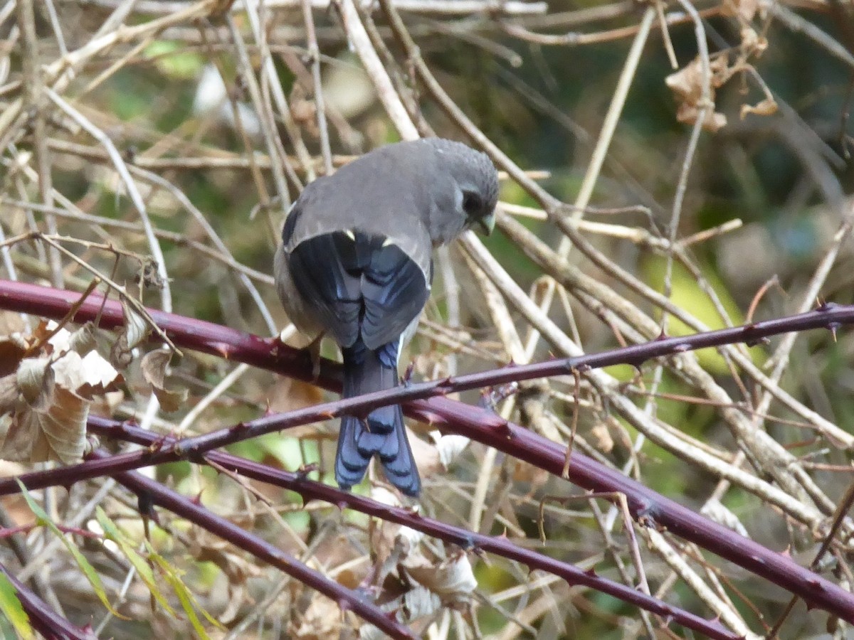 Brown Bullfinch - ML545332991