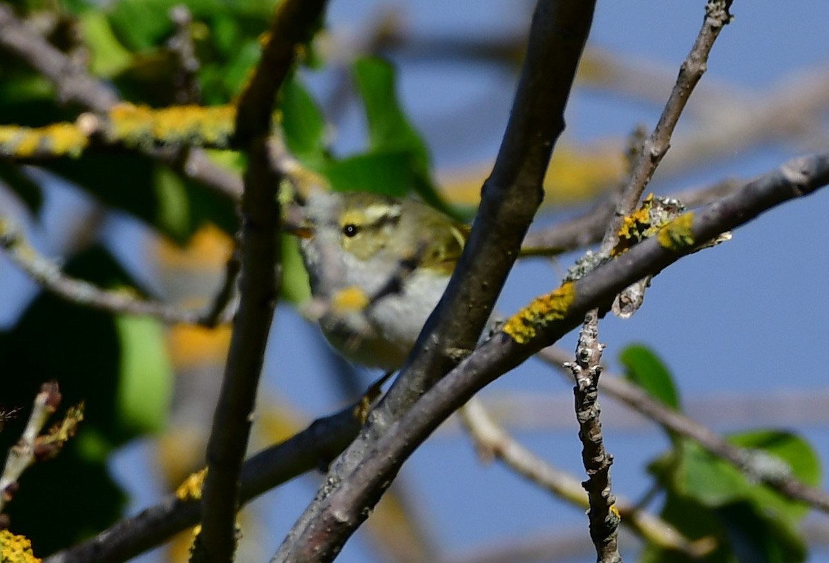 Pallas's Leaf Warbler - ML545333411