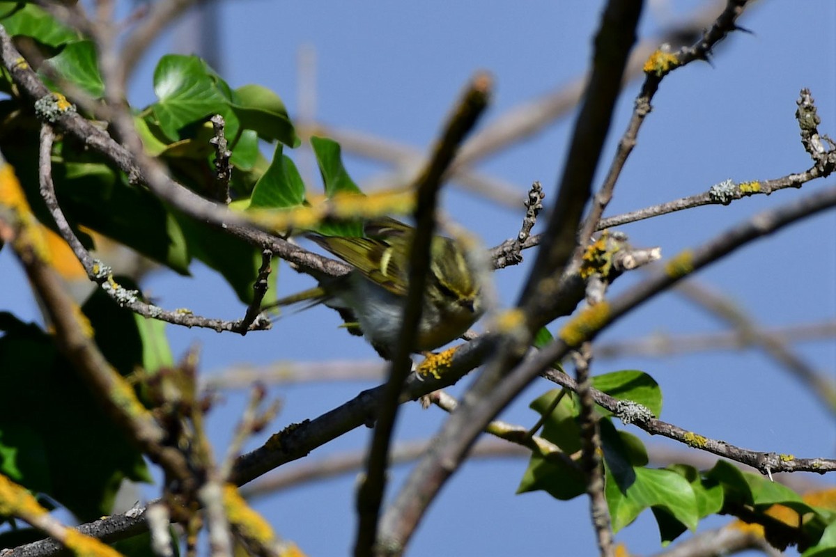 Pallas's Leaf Warbler - ML545333441