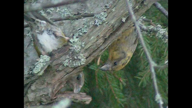 Parrot Crossbill - ML545334521