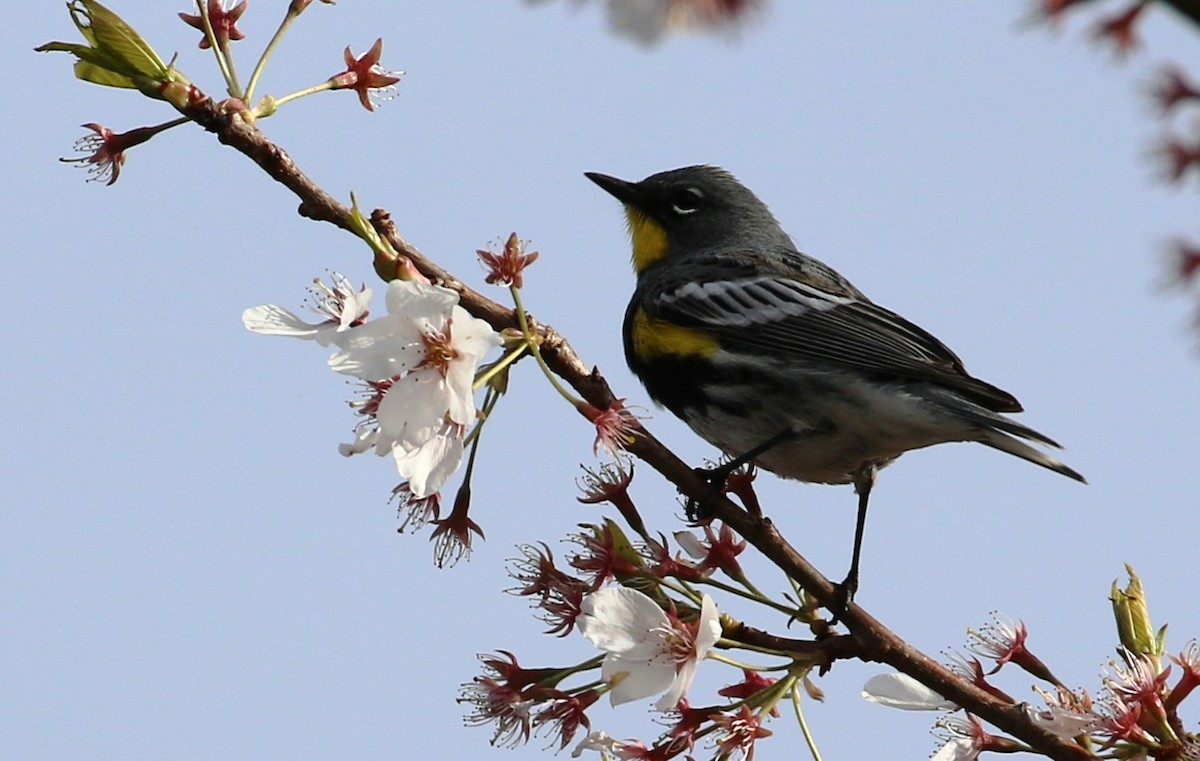 Kronenwaldsänger (Audubonwaldsänger) - ML54533461