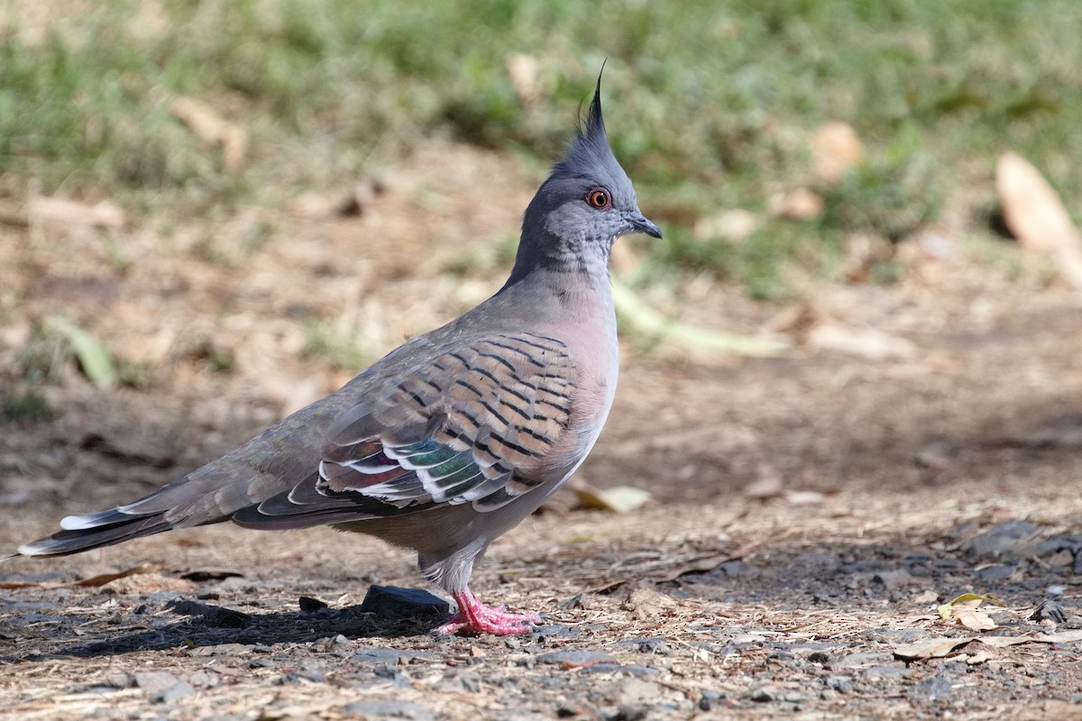 Crested Pigeon - ML545334911