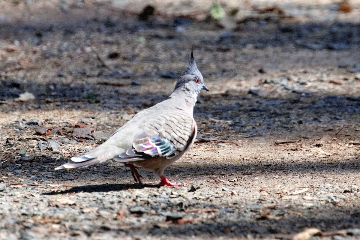 Crested Pigeon - ML545334921