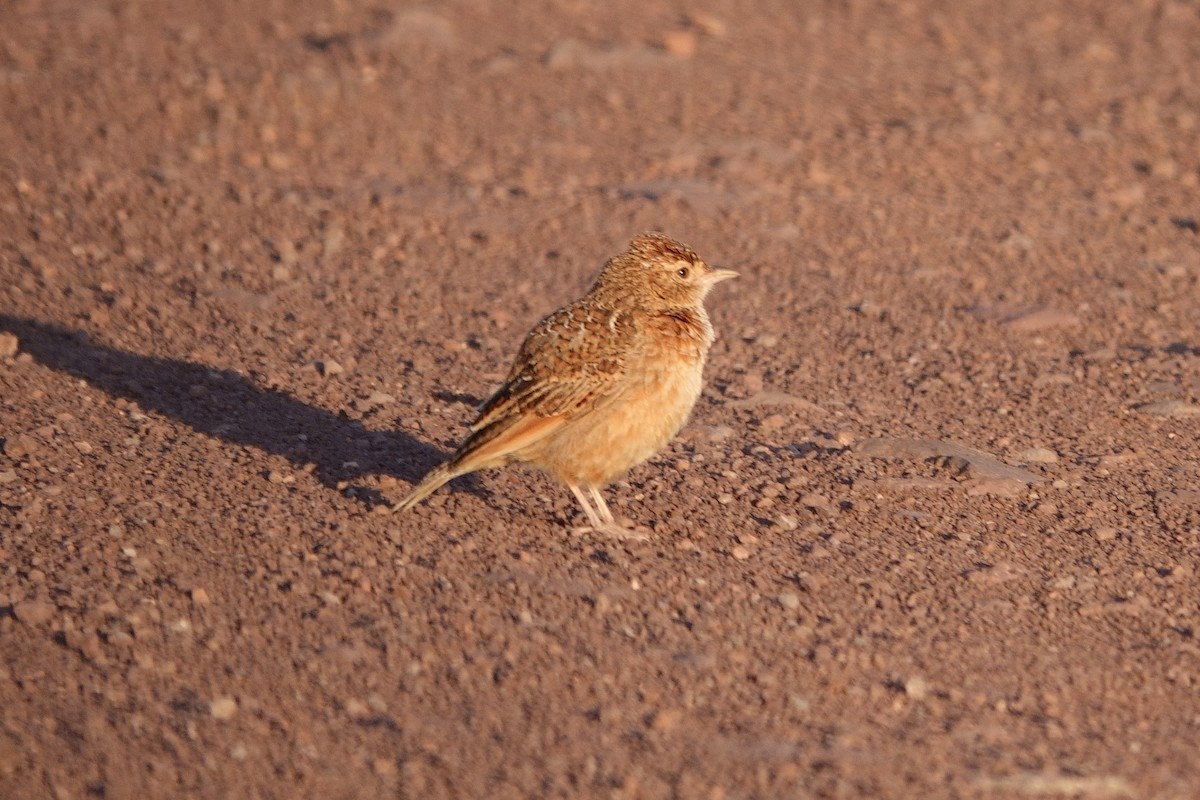 Eastern Clapper Lark - ML545335071