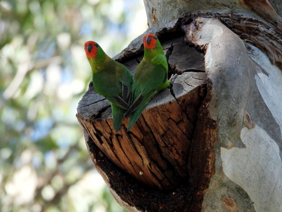 Little Lorikeet - ML545335121