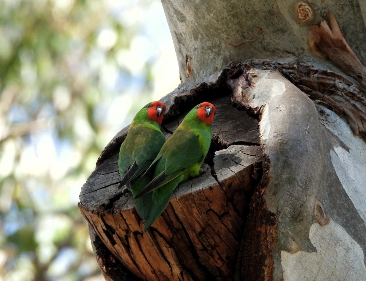 Little Lorikeet - Julie Mclennan