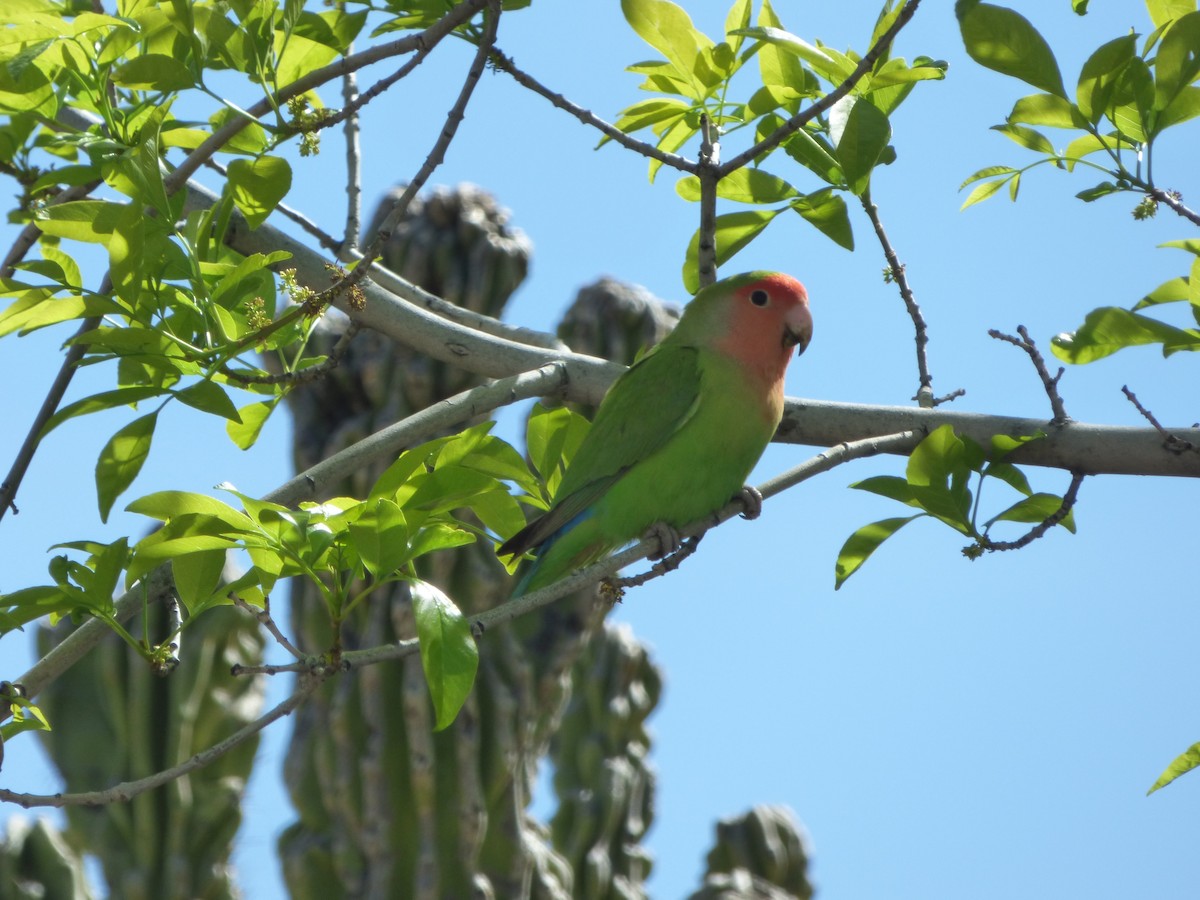 Rosy-faced Lovebird - ML545336251