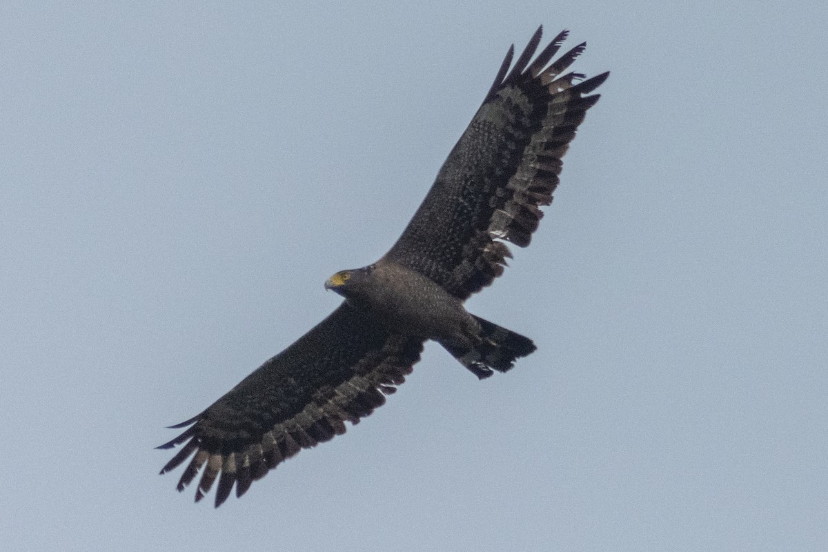 Crested Serpent-Eagle - ML545336971