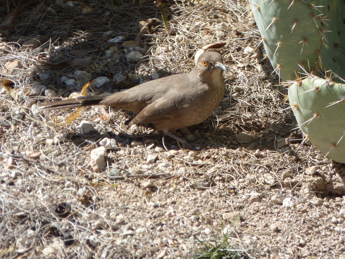 Curve-billed Thrasher - ML545337051