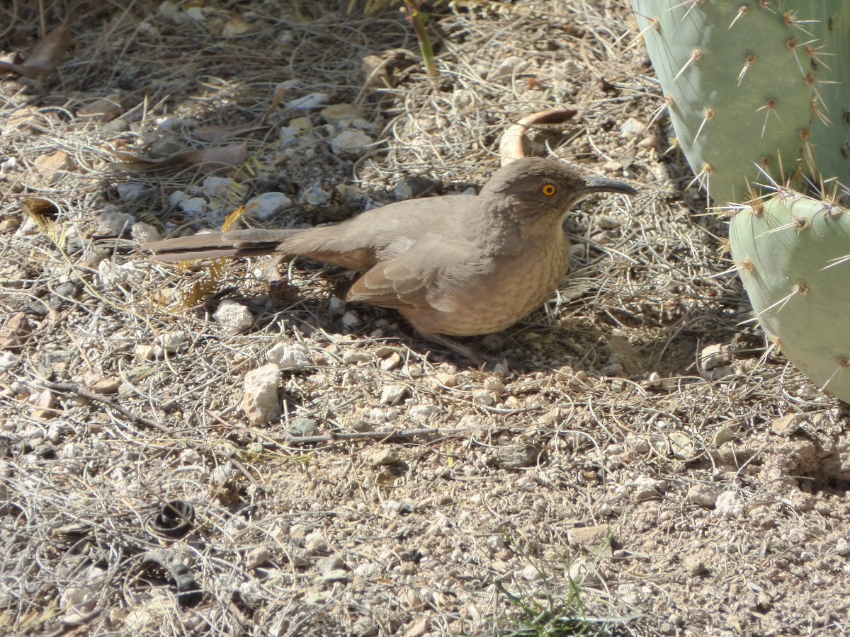 Curve-billed Thrasher - ML545337061