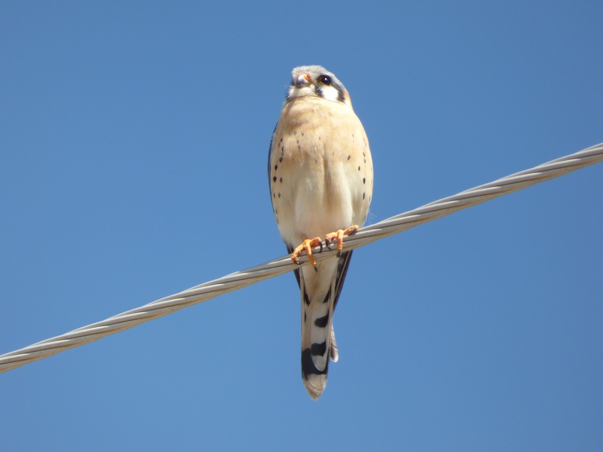 American Kestrel - ML545337131