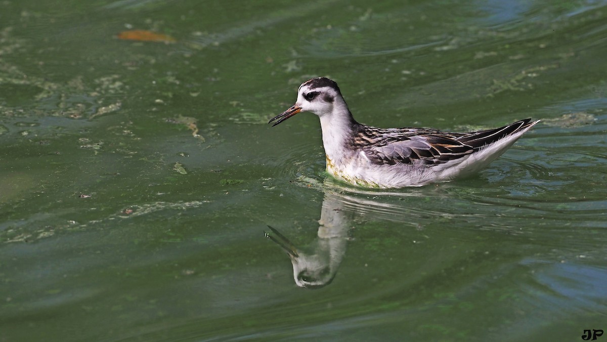 Red Phalarope - JP Thelliez