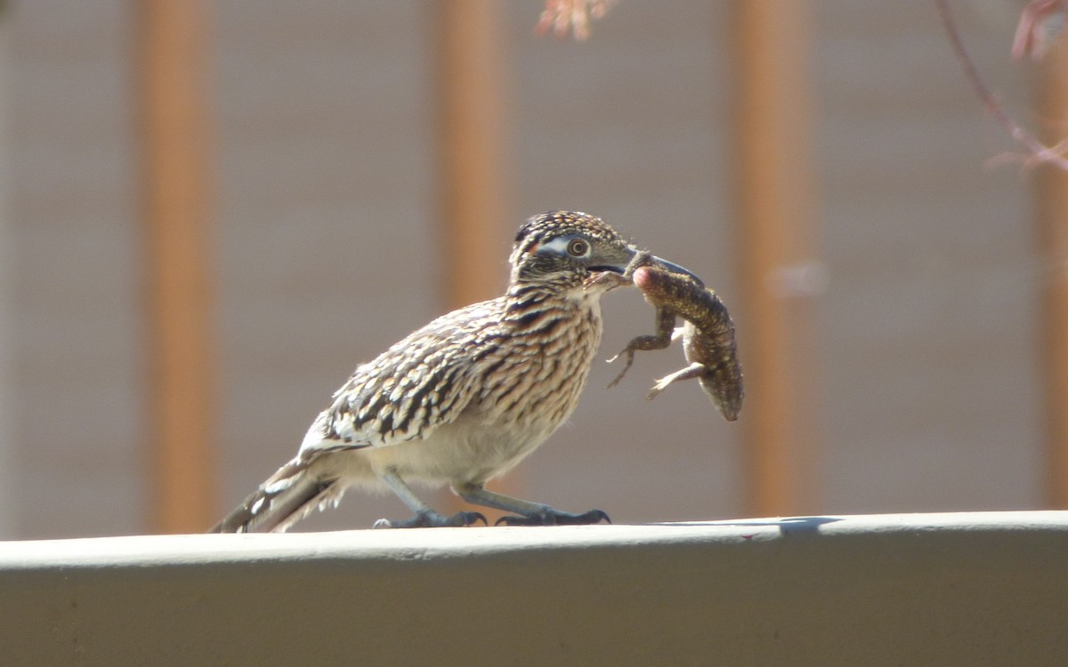 Greater Roadrunner - ML545337251