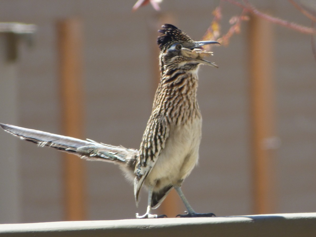 Greater Roadrunner - ML545337321