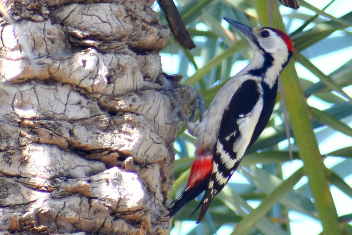 Sind Woodpecker - Eisa Pourdoust