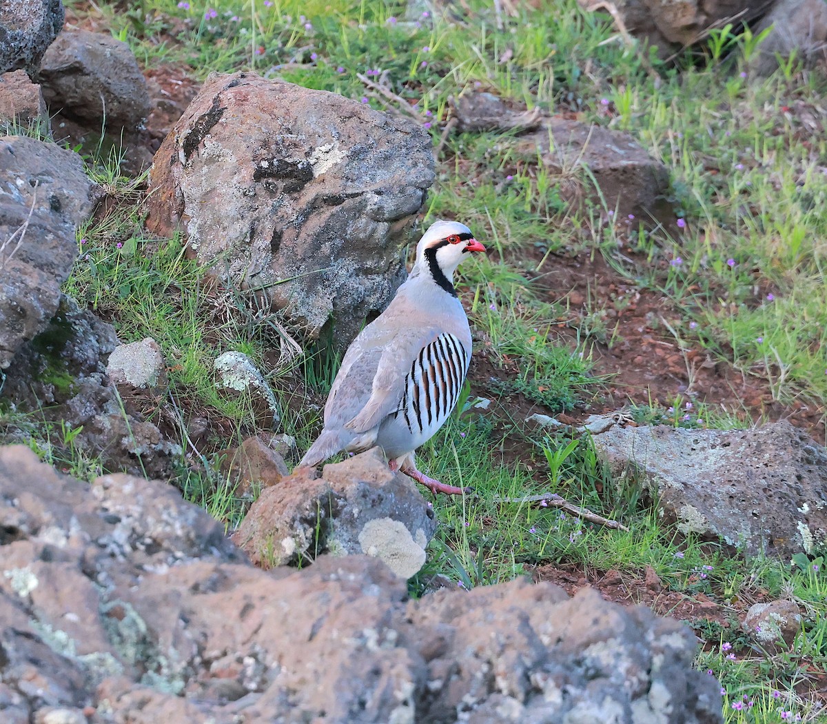 Chukar - ML545337721