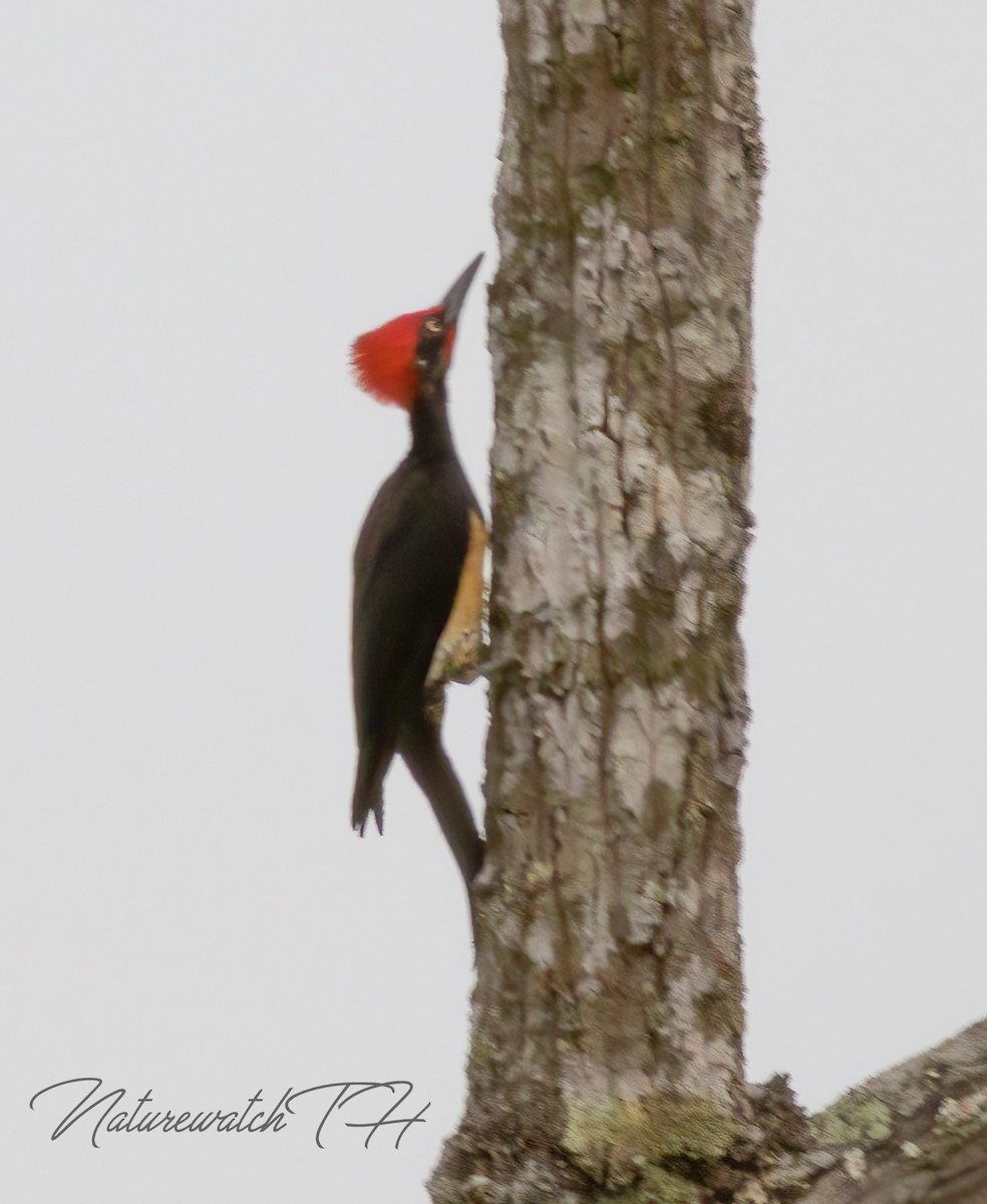 White-bellied Woodpecker - Mike Rose