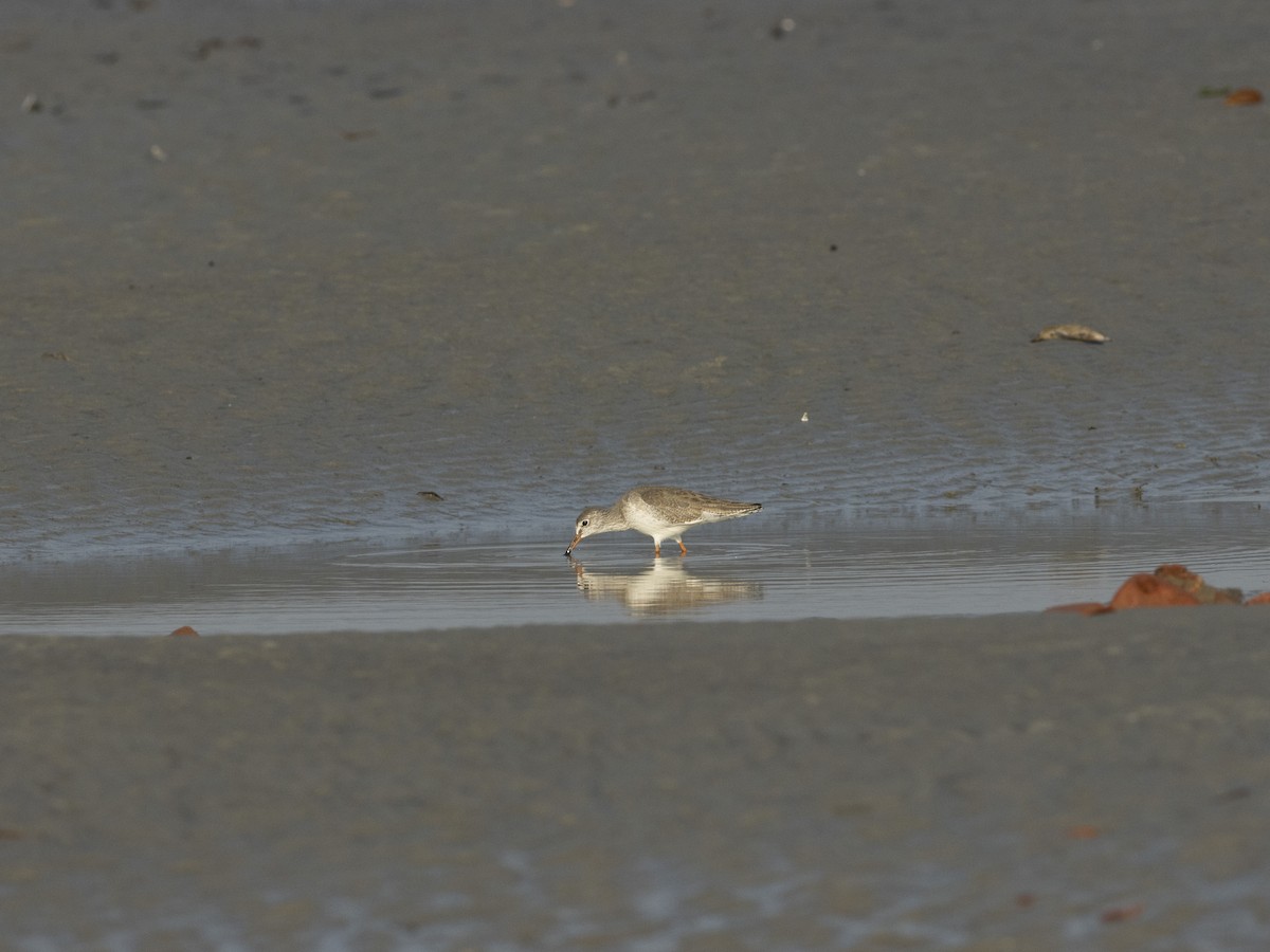 Common Redshank - ML545338331