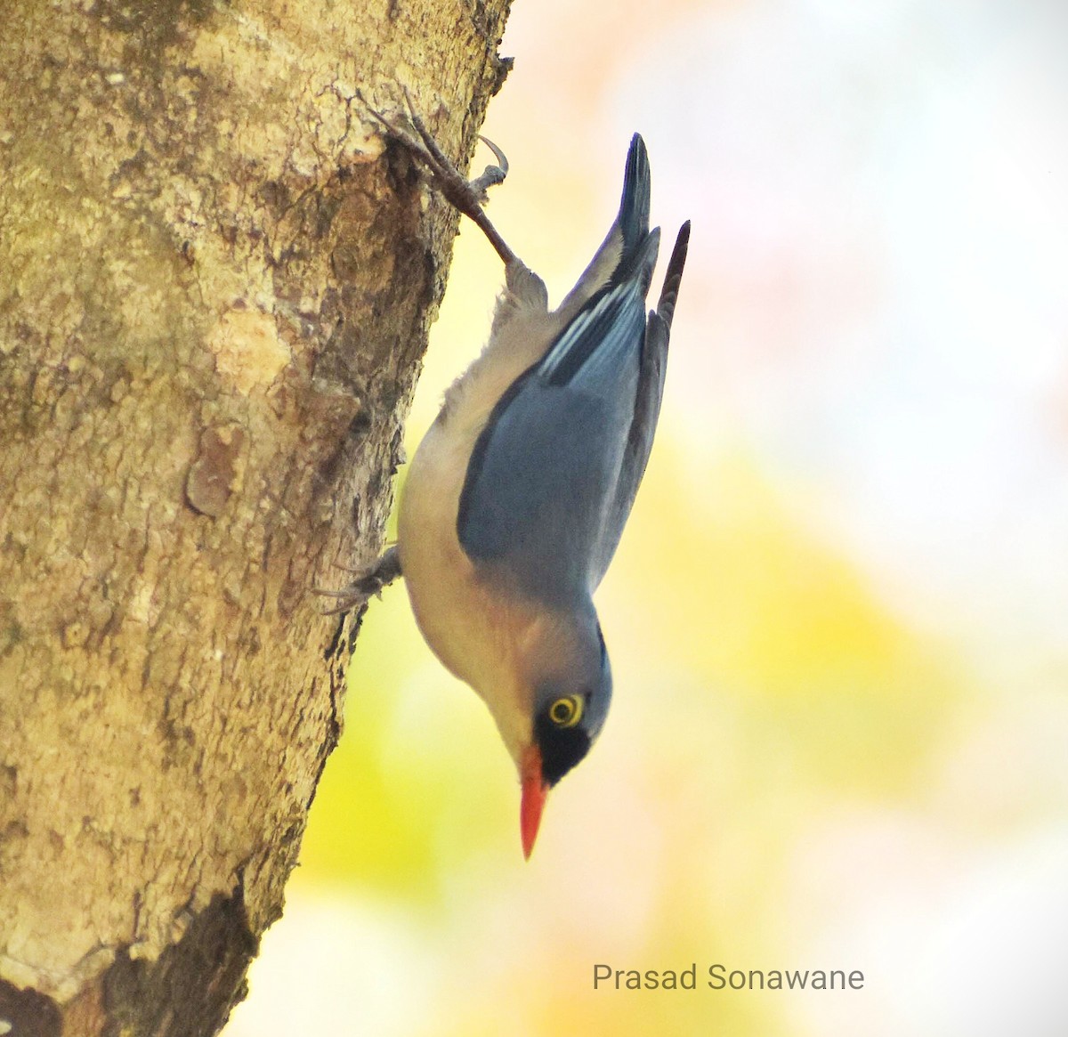 Velvet-fronted Nuthatch - ML545338881