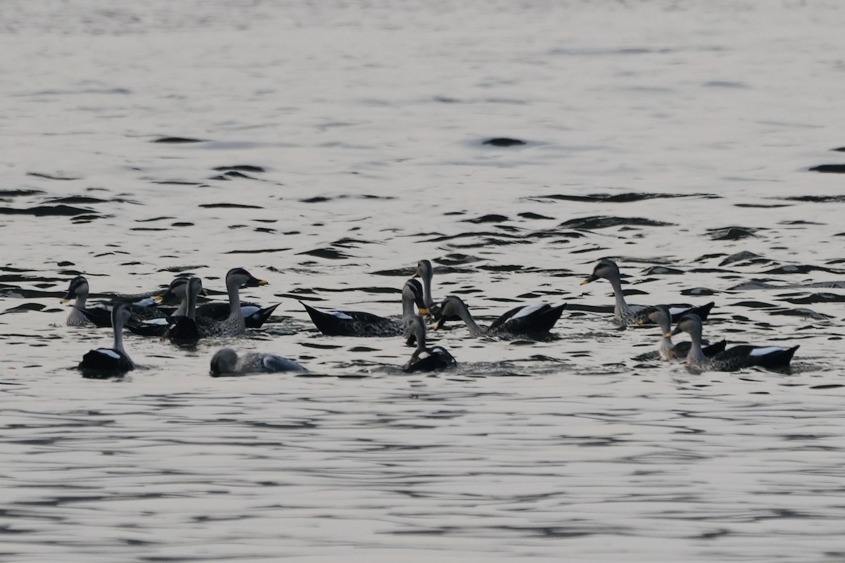 Indian Spot-billed Duck - ML545339191