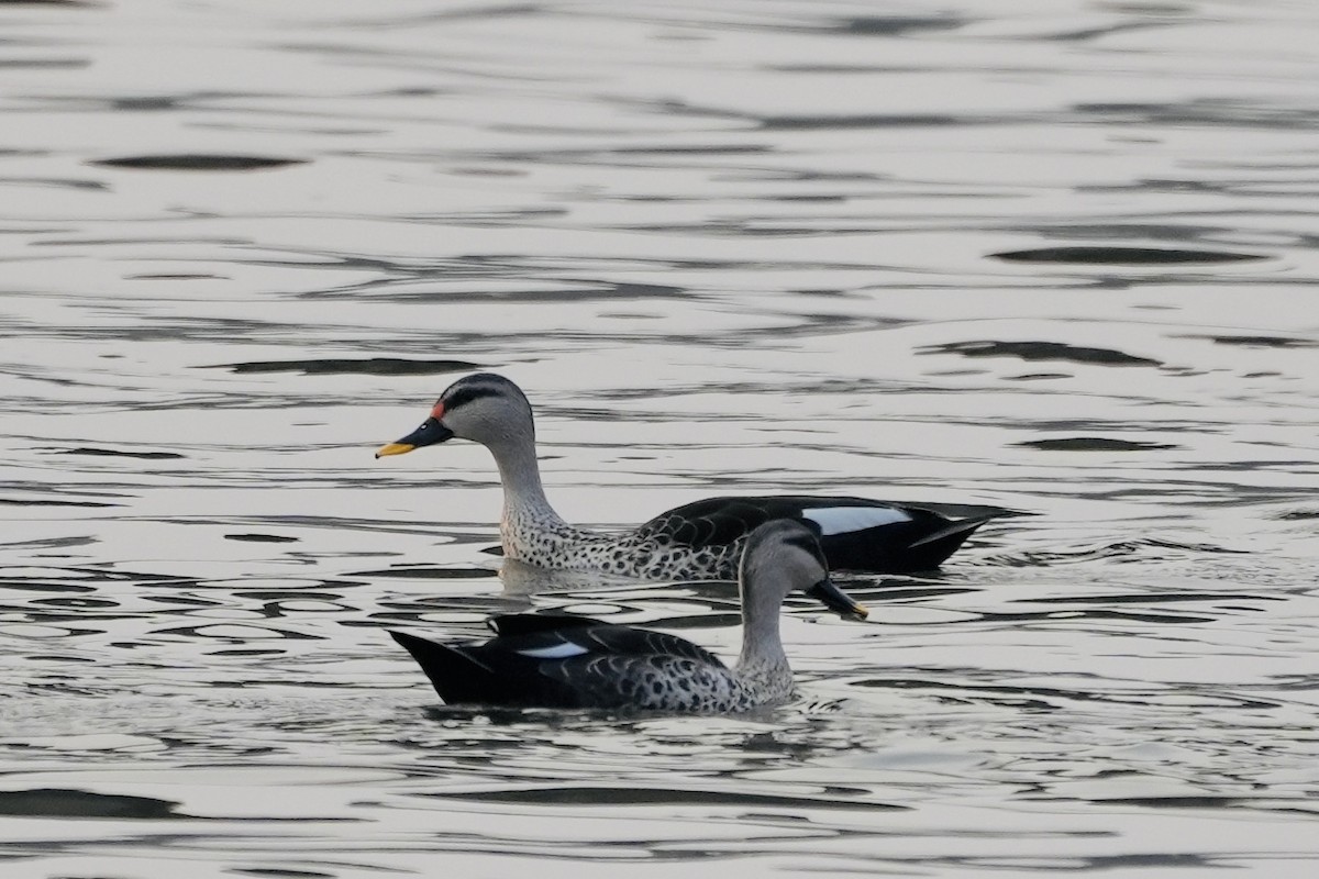 Indian Spot-billed Duck - ML545339201