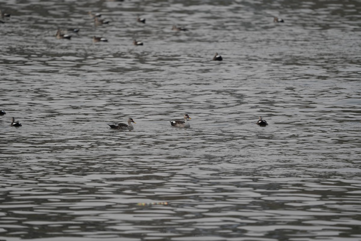Indian Spot-billed Duck - ML545339211