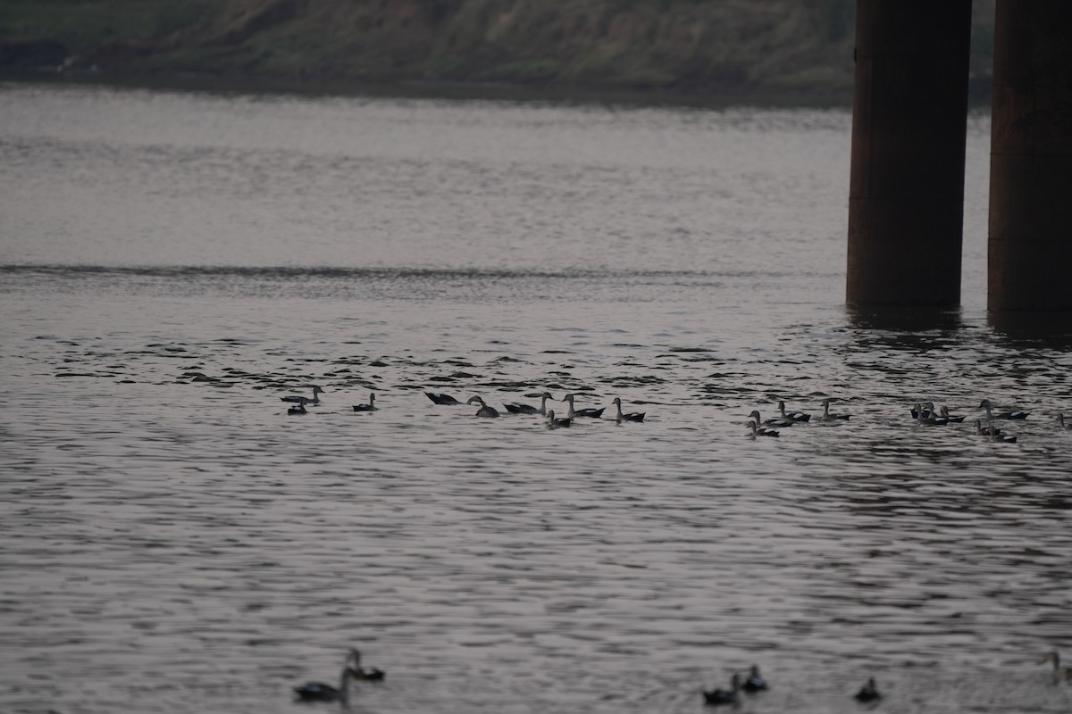 Indian Spot-billed Duck - ML545339221