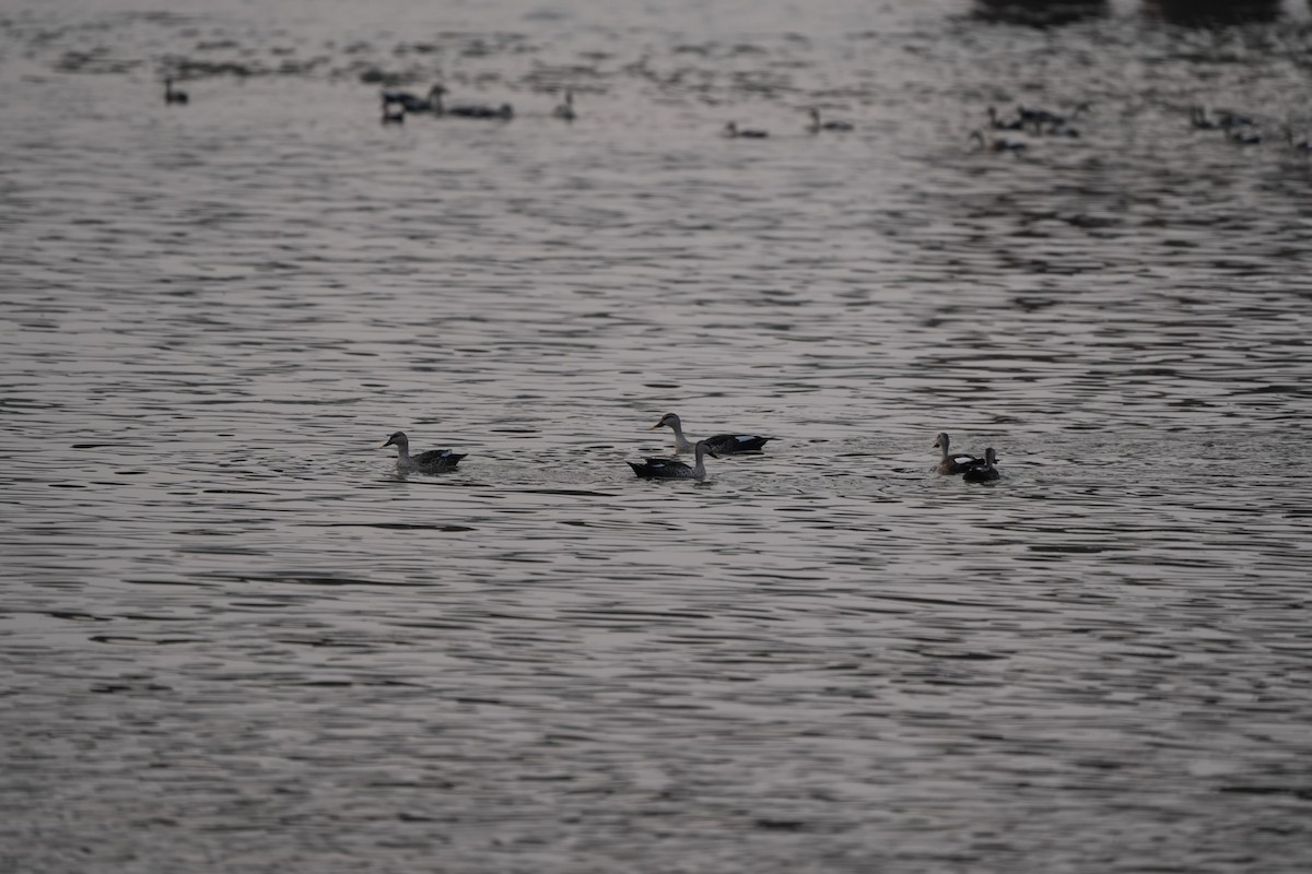 Indian Spot-billed Duck - ML545339241