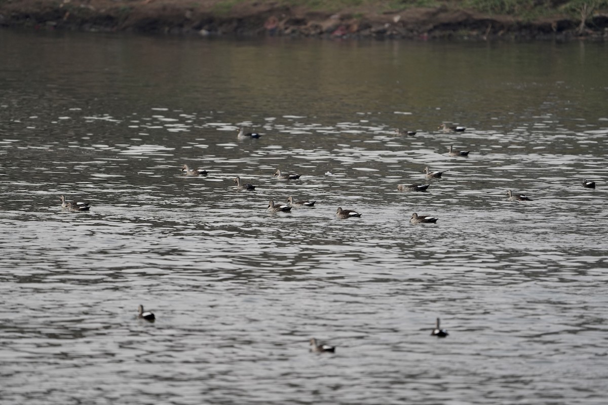 Indian Spot-billed Duck - ML545339251