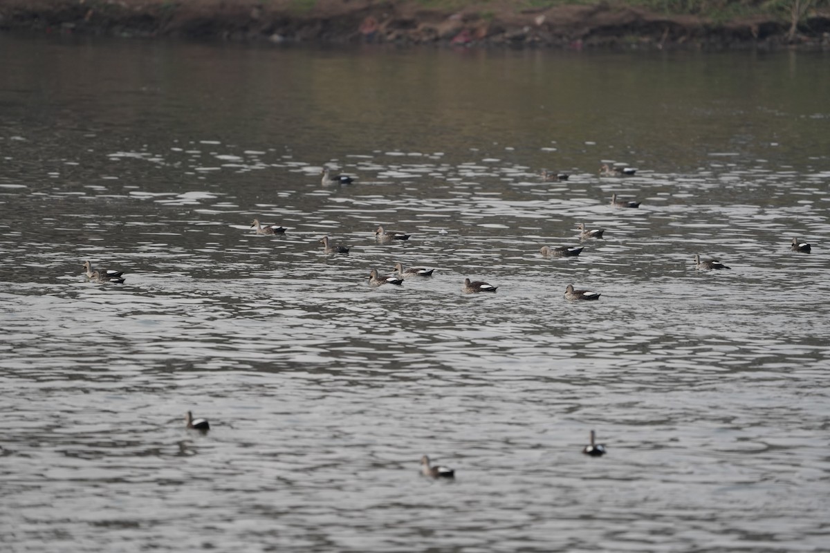 Indian Spot-billed Duck - ML545339261