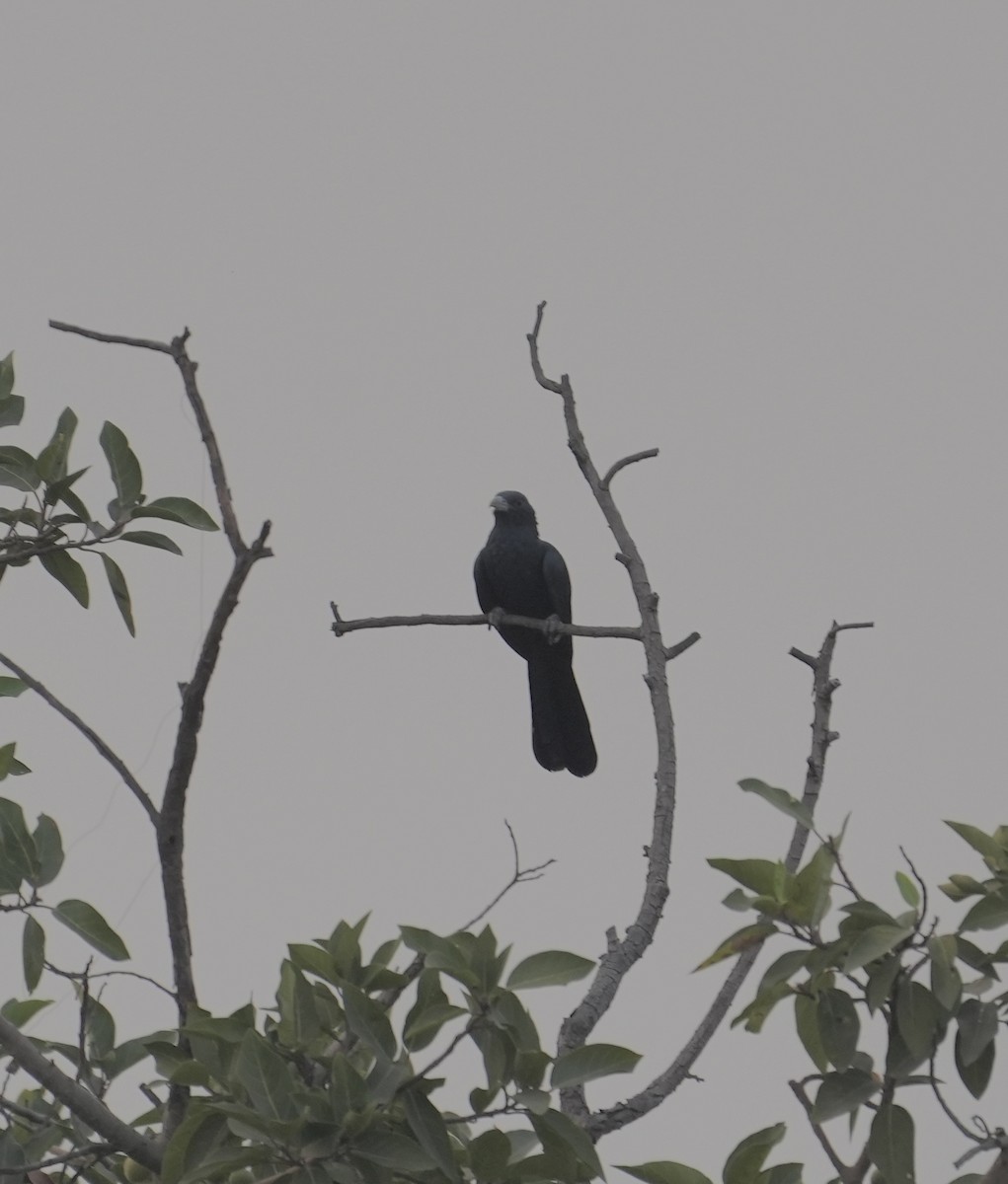 Asian Koel - ML545339411