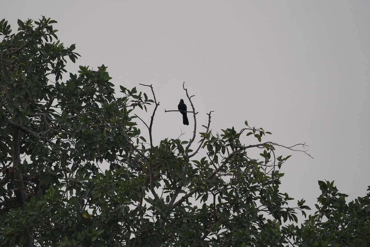 Asian Koel - ML545339421