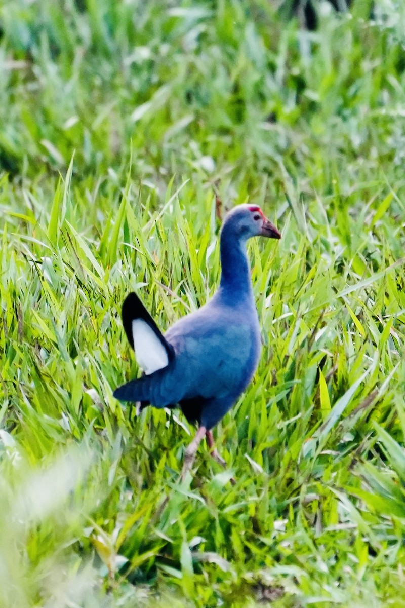 Gray-headed Swamphen - ML545339431