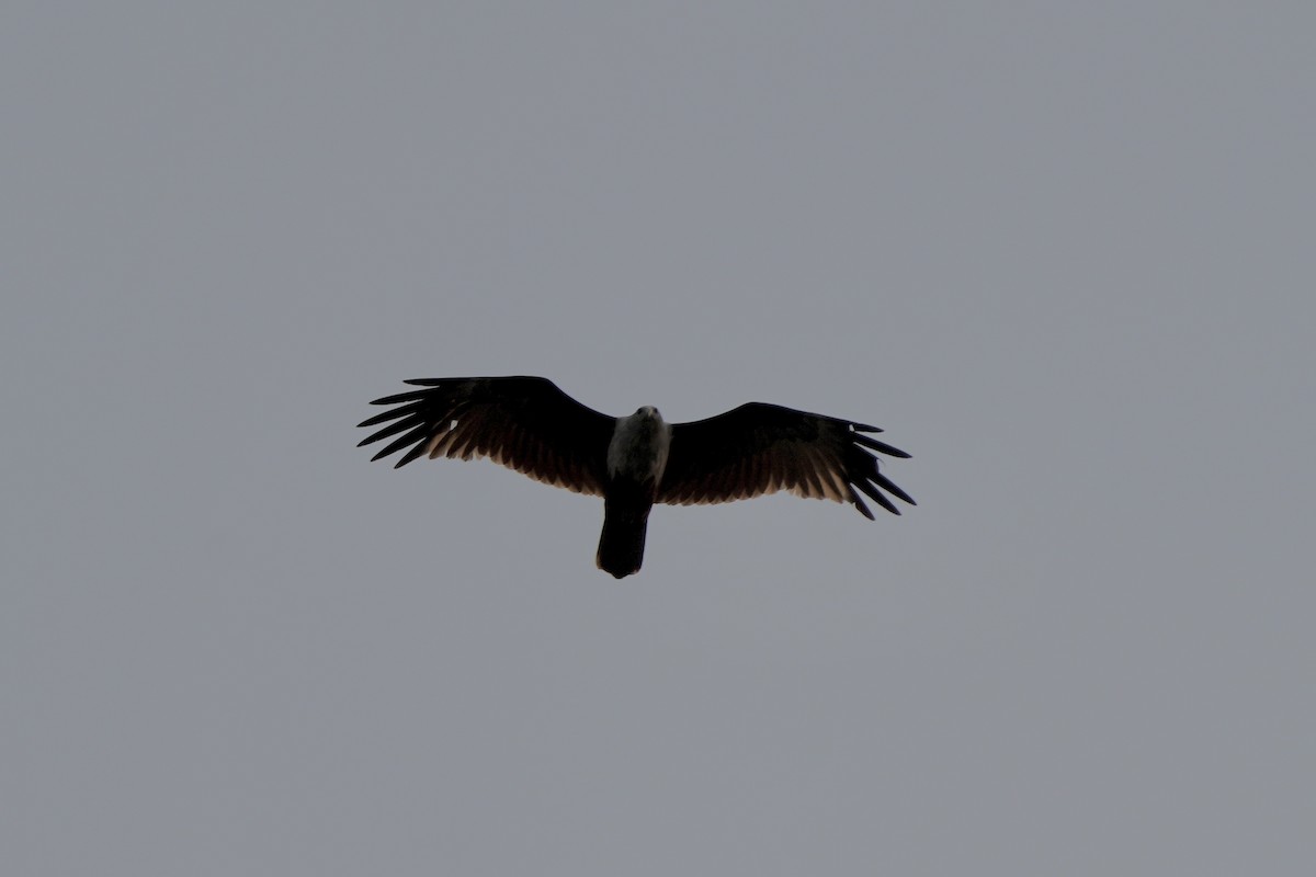 Brahminy Kite - ML545339611