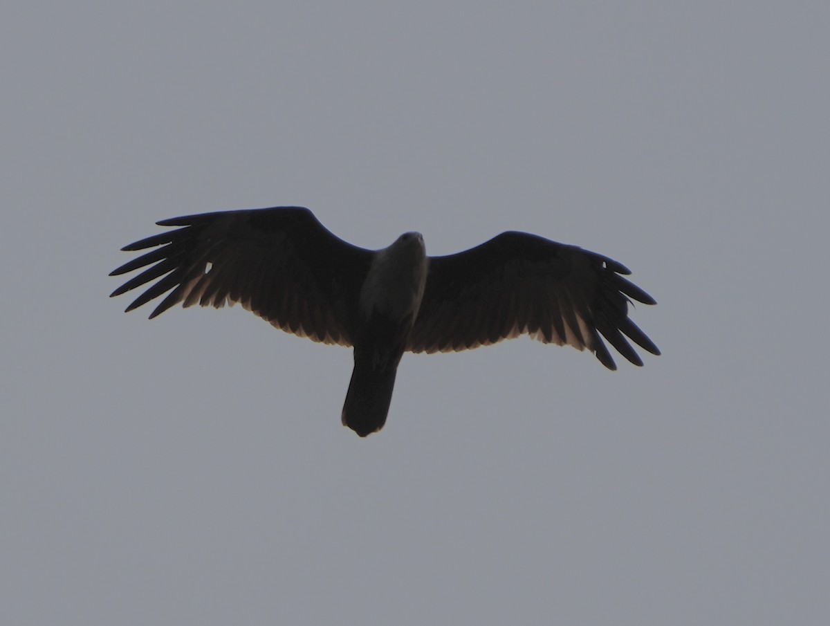 Brahminy Kite - ML545339621