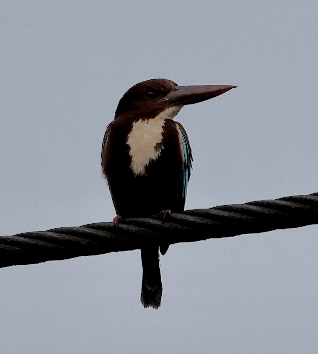 White-throated Kingfisher - ML545339681