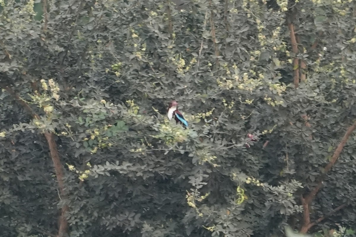 White-throated Kingfisher - ML545339691
