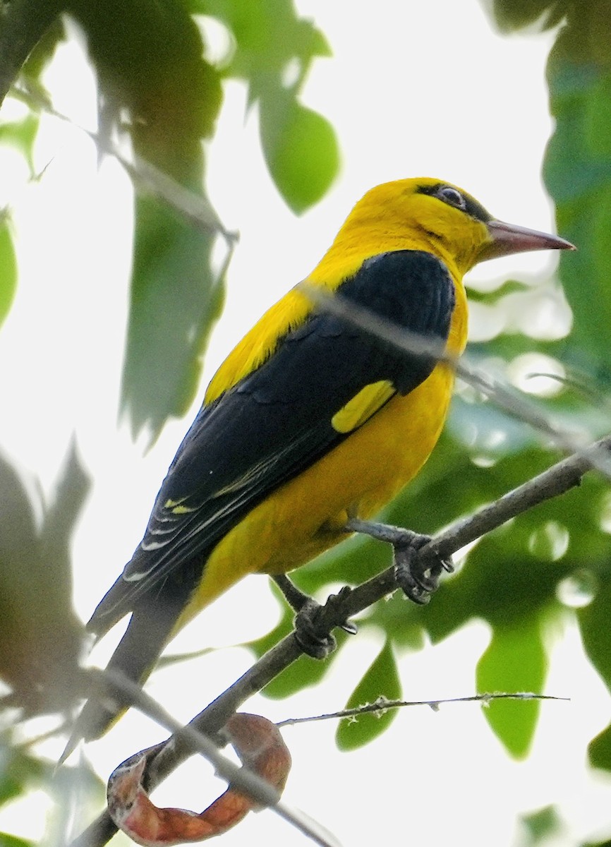 Indian Golden Oriole - ML545339771