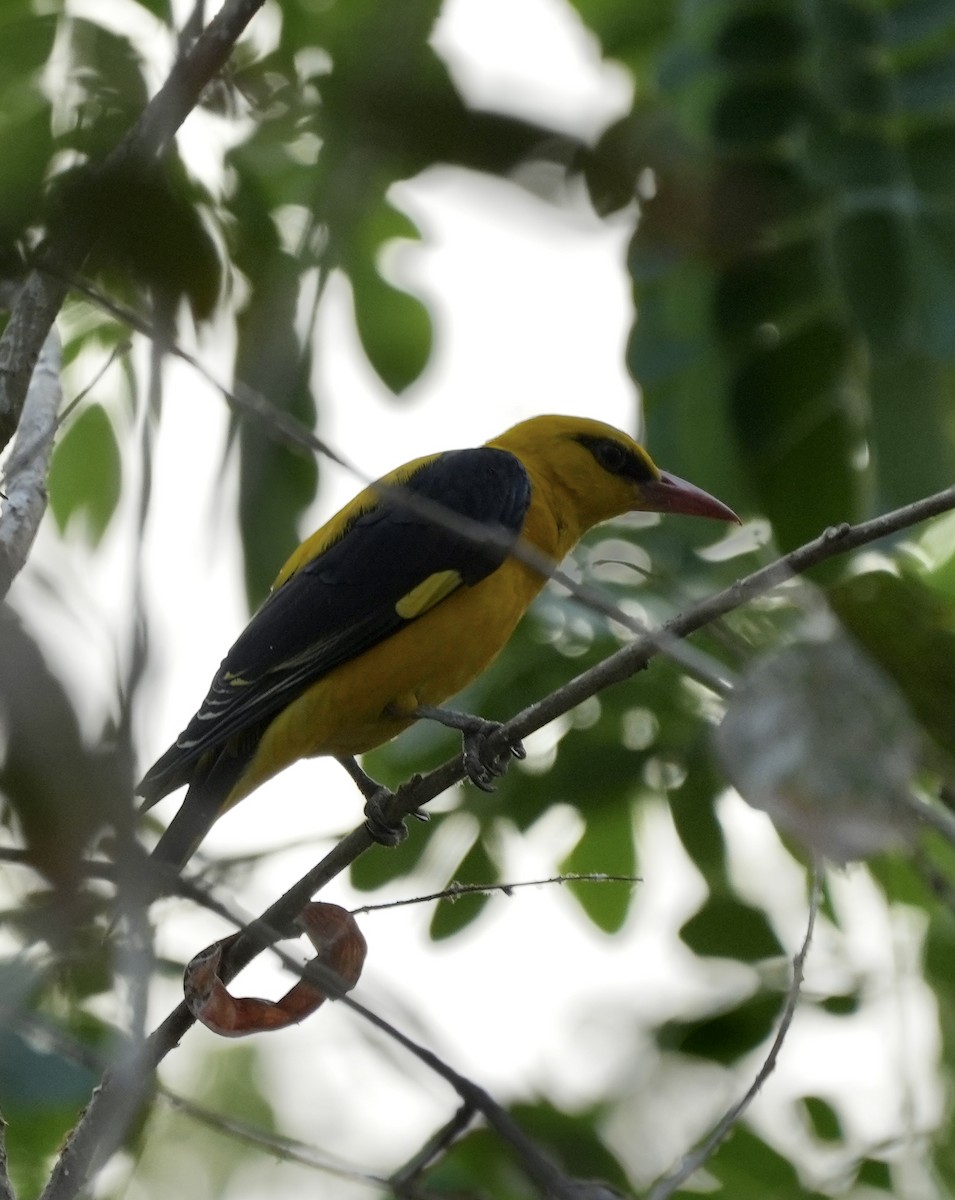 Indian Golden Oriole - ML545339781
