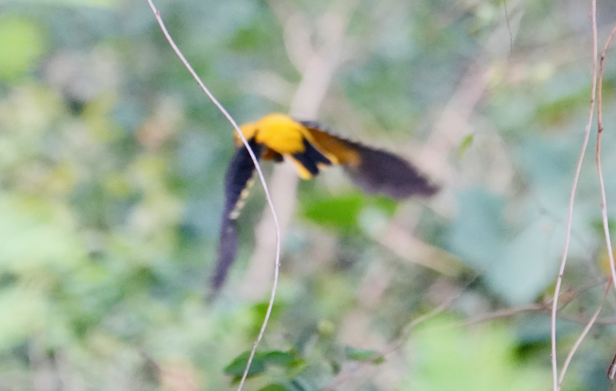 Indian Golden Oriole - ML545339791