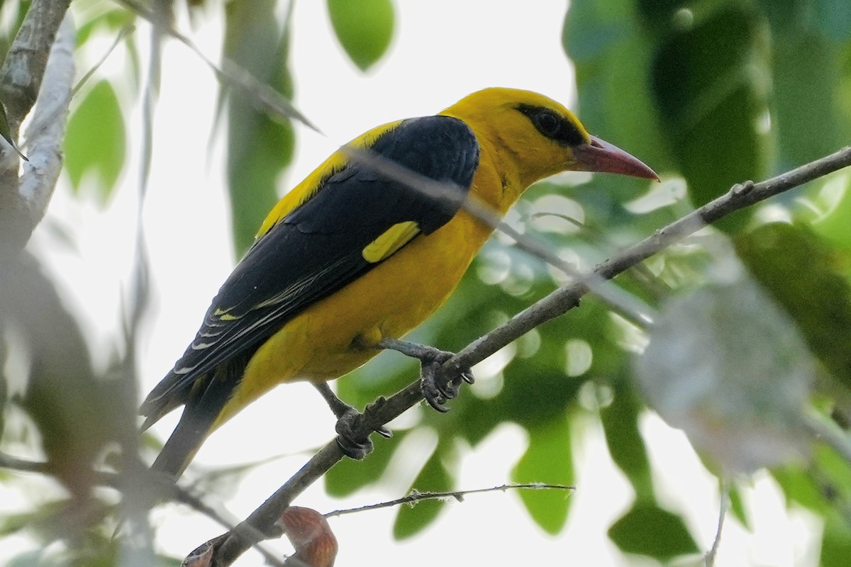 Indian Golden Oriole - ML545339801