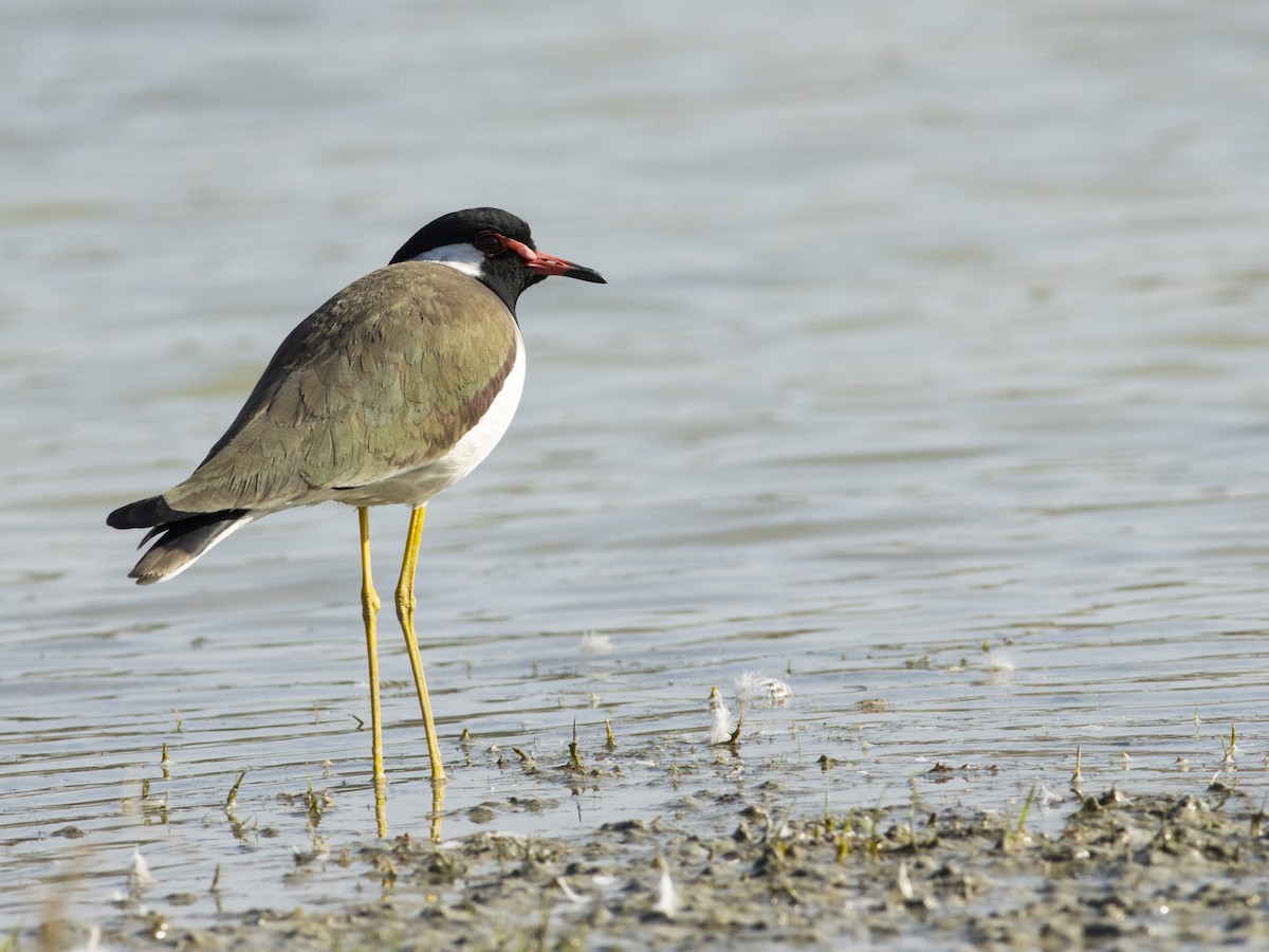 Red-wattled Lapwing - ML545339831