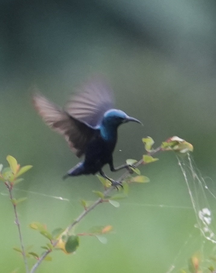 Purple Sunbird - ML545339841