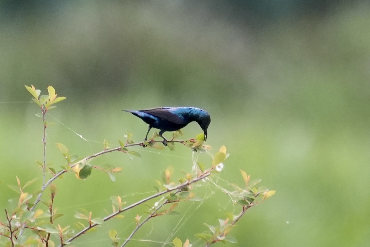 Purple Sunbird - ML545339851
