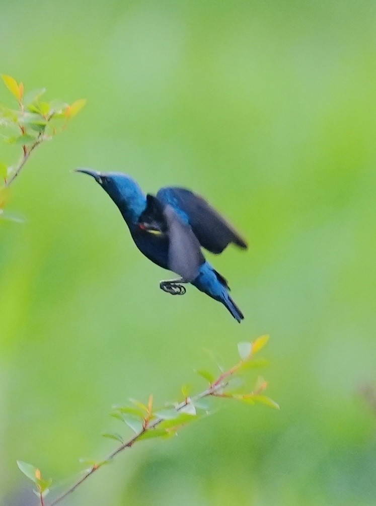 Purple Sunbird - ML545339861