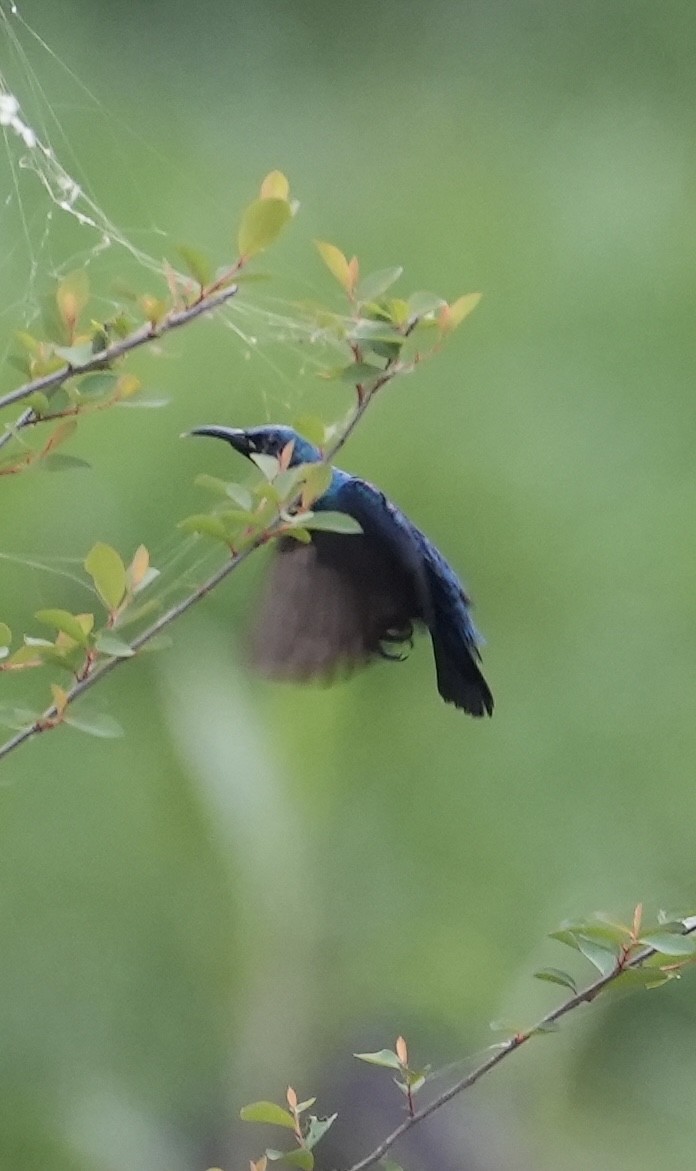 Purple Sunbird - ML545339871